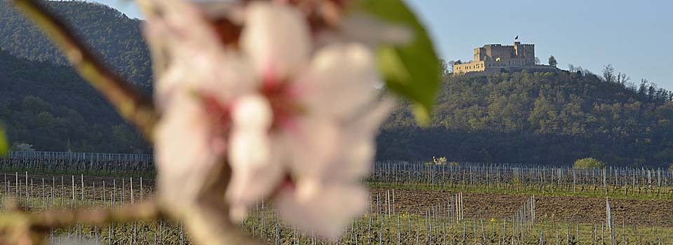 Hambacher Schloss von Maikammer aus, während der Mandelblüte im April